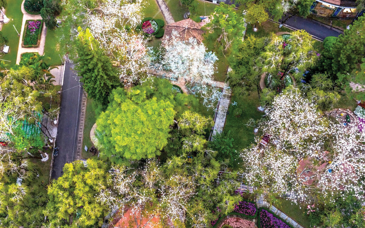 Đà Lạt – Dịu Dàng Trong Sắc Trắng Hoa Ban Mùa Xuân