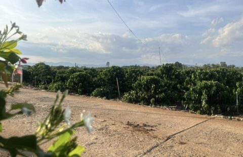 Bán Lô Đất Trung Tâm Xã Tân Hội Đức Trọng Giá Chỉ Từ 730 Triệu