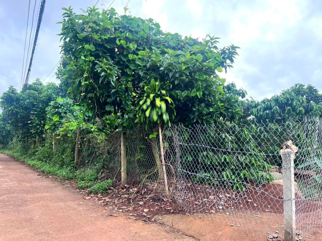 Đất Ven Đà Lạt Official