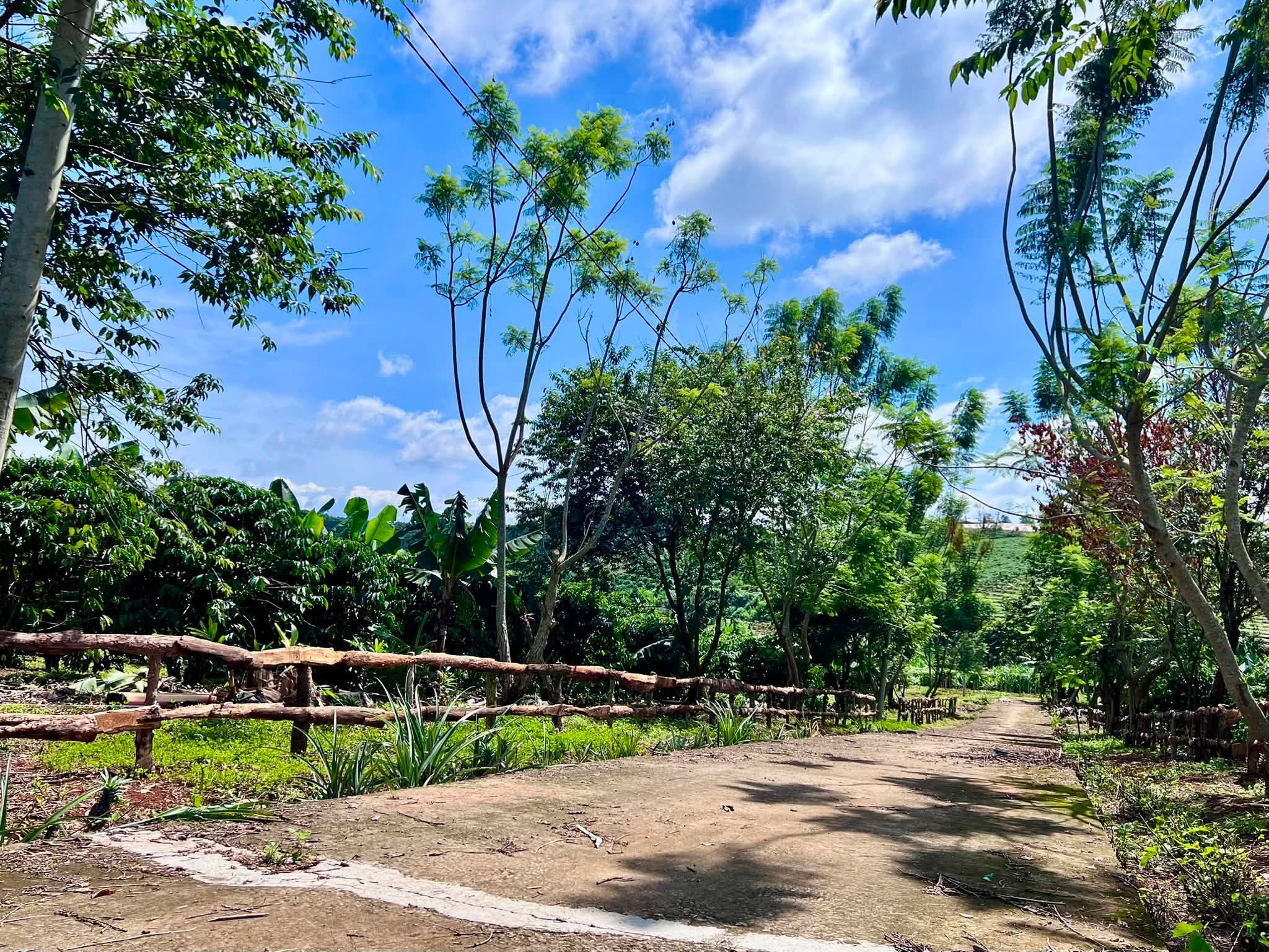 ĐẤT 2 MẶT TIỀN NAM HÀ – 1.000M² – CÓ SẴN CÀ PHÊ THU HOẠCH – KHÔNG GIAN XANH VEN ĐÀ LẠT (2)