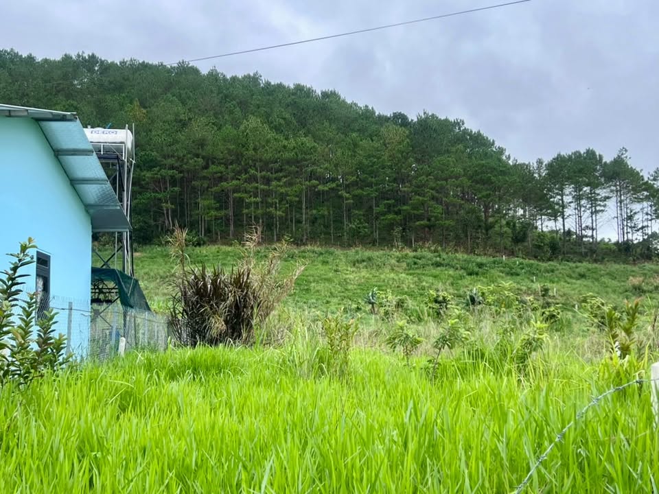 ĐẤT NAM BAN NGOẠI Ô ĐÀ LẠT – THỔ CƯ CAO – CẠNH ĐỒI THÔNG PHÙ HỢP NHÀ VƯỜN NGHỈ DƯỠNG (2)