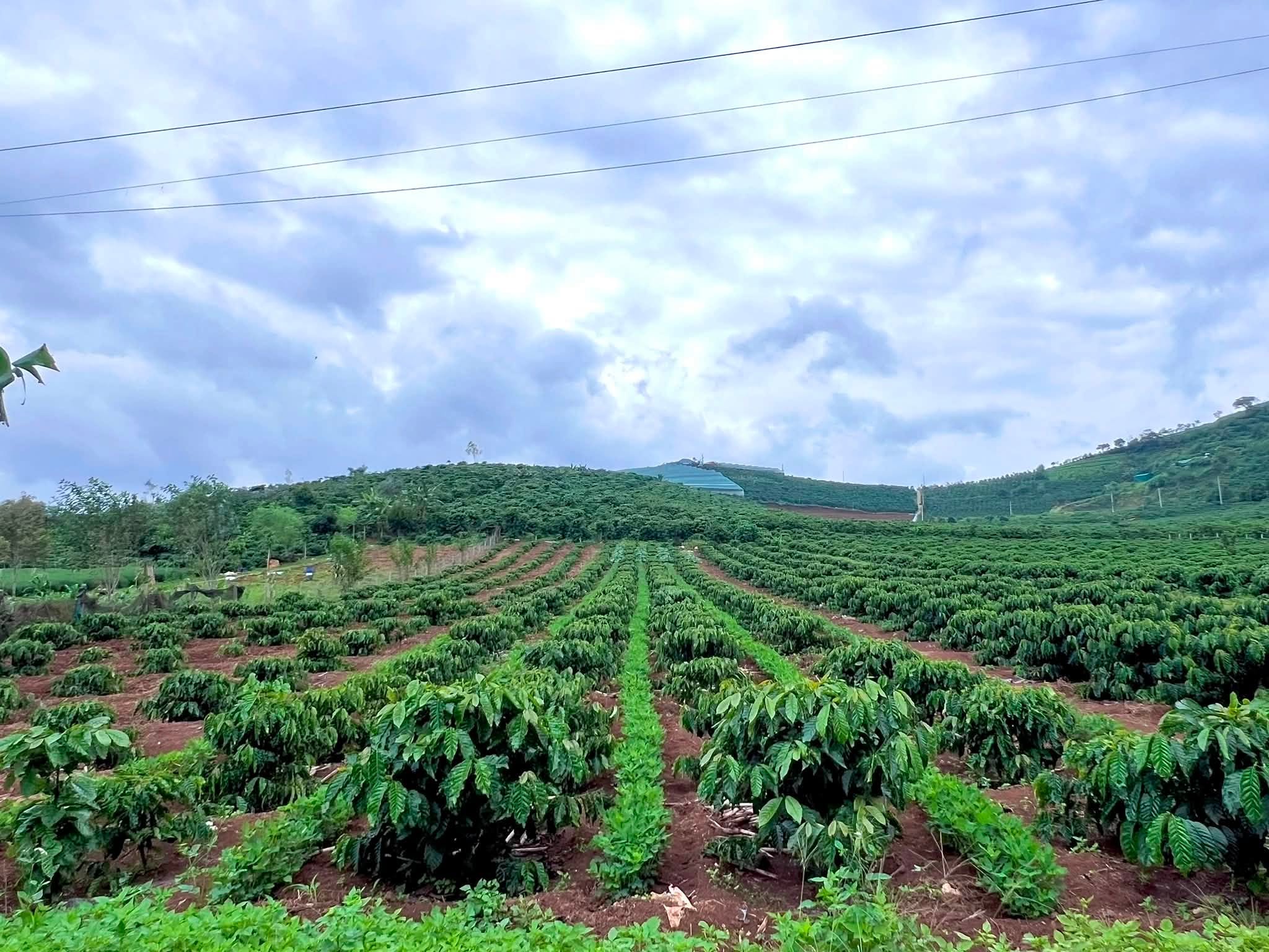 Đất 1.001m² View Thoáng Tựa Núi, Bám Trục Đường Liên Thông Tại Nam Hà (2)
