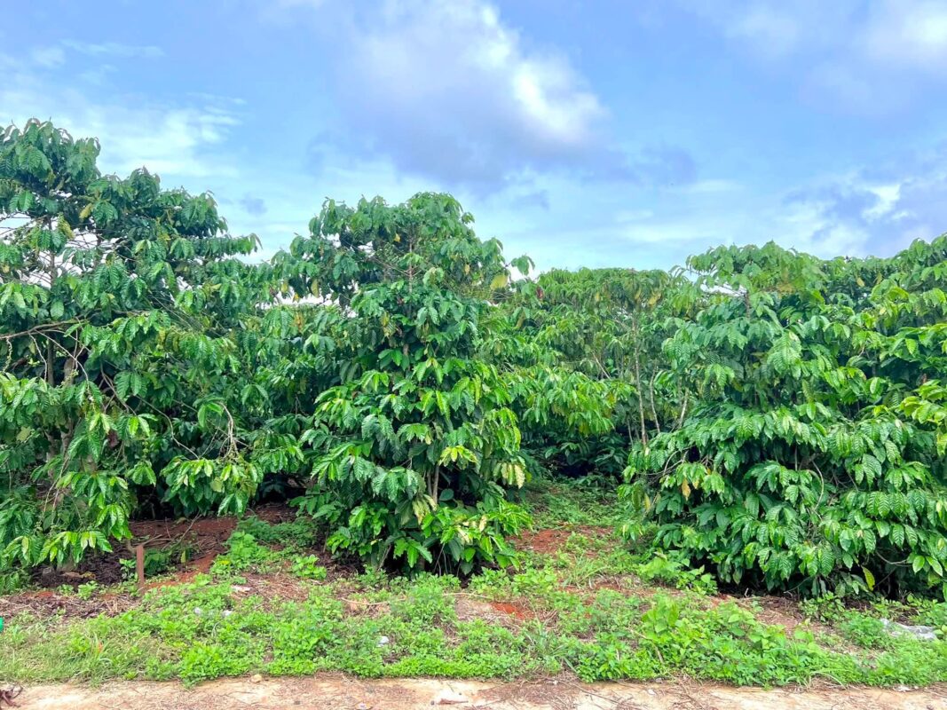 Đất Ven Đà Lạt Official